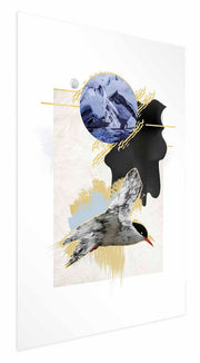 Plakat Rybitwa antarktyczna 60x40 cm