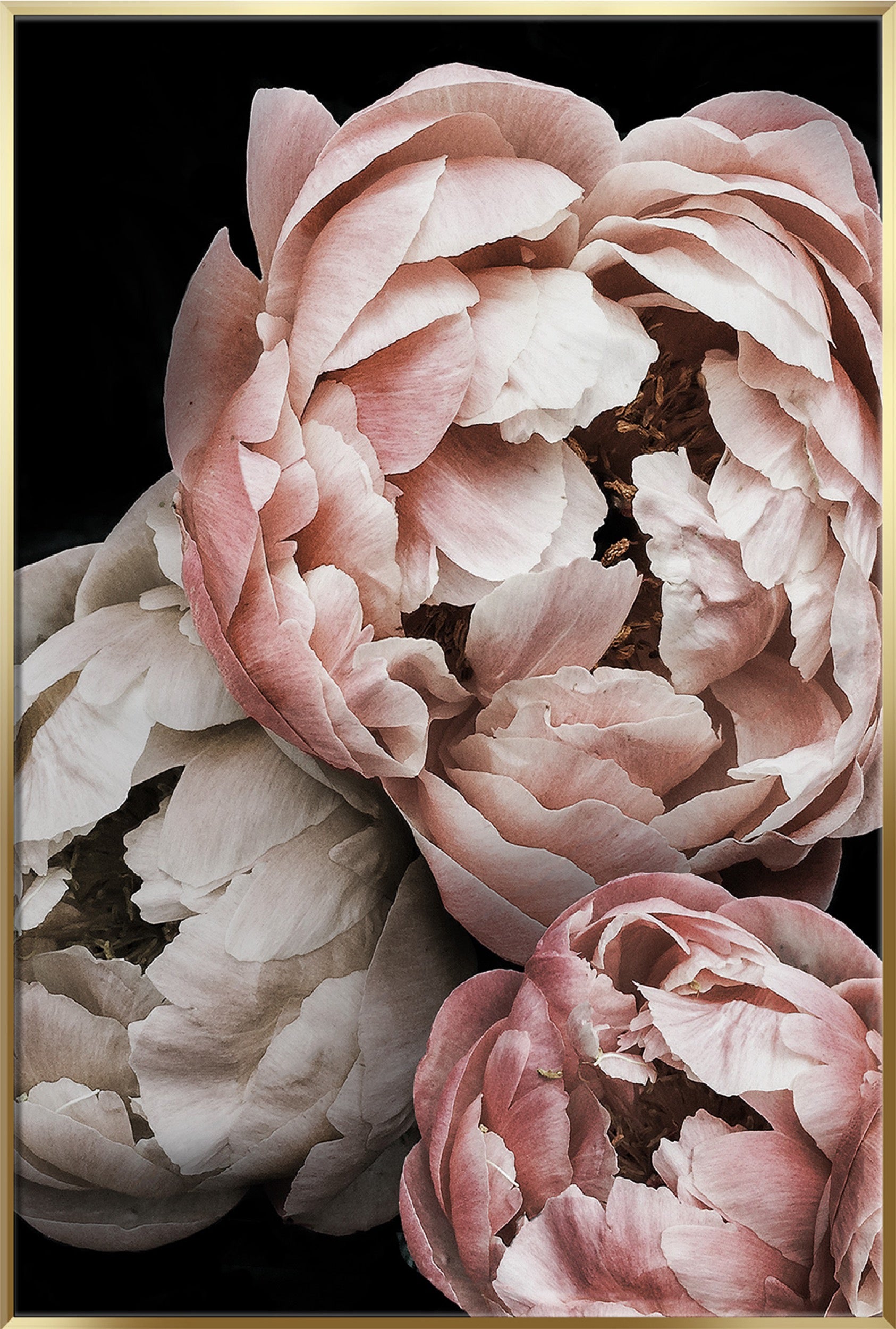 Obraz w ramie Peony 70x50 cm