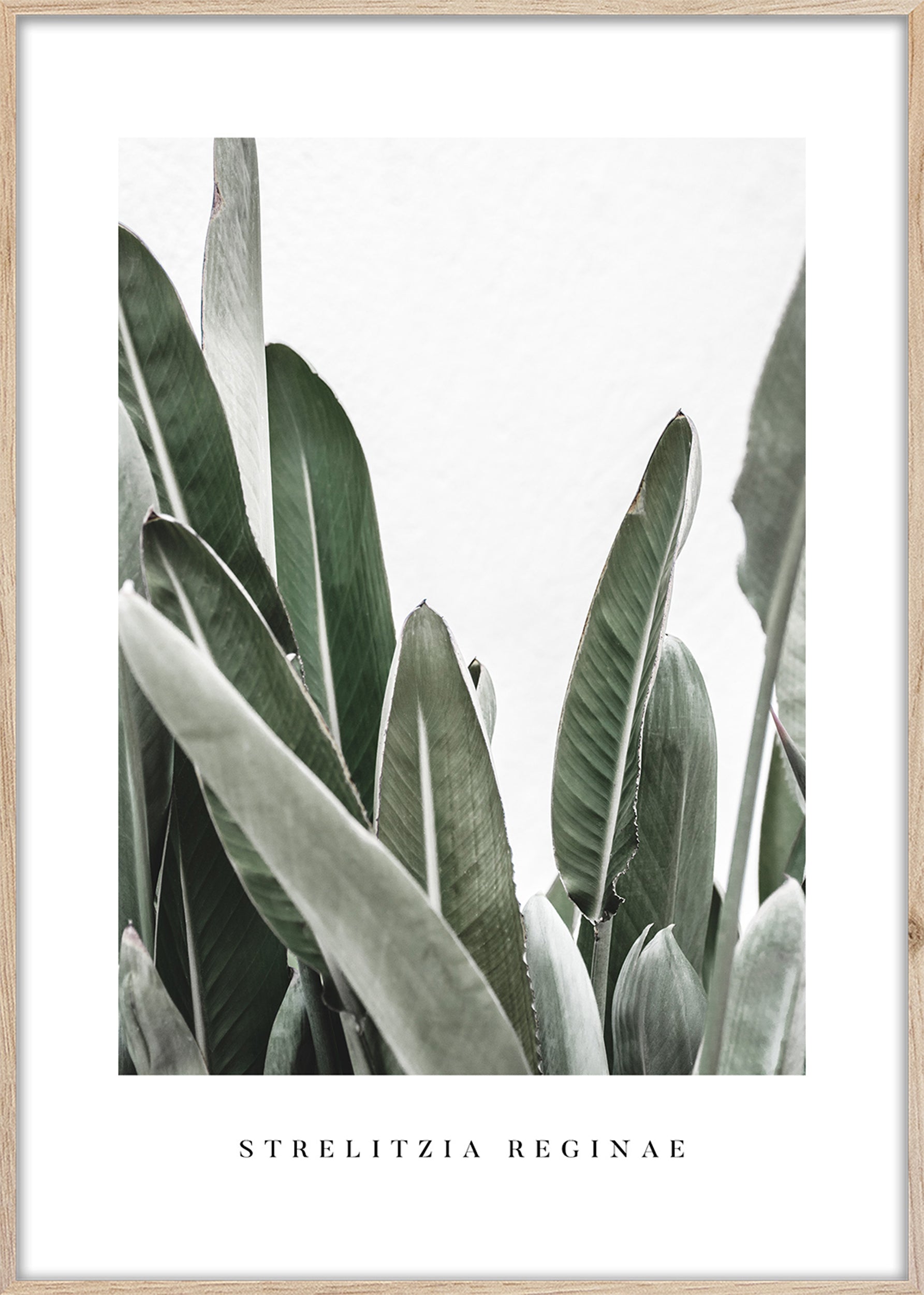 Obraz w ramie Strelitizia 70x50 cm