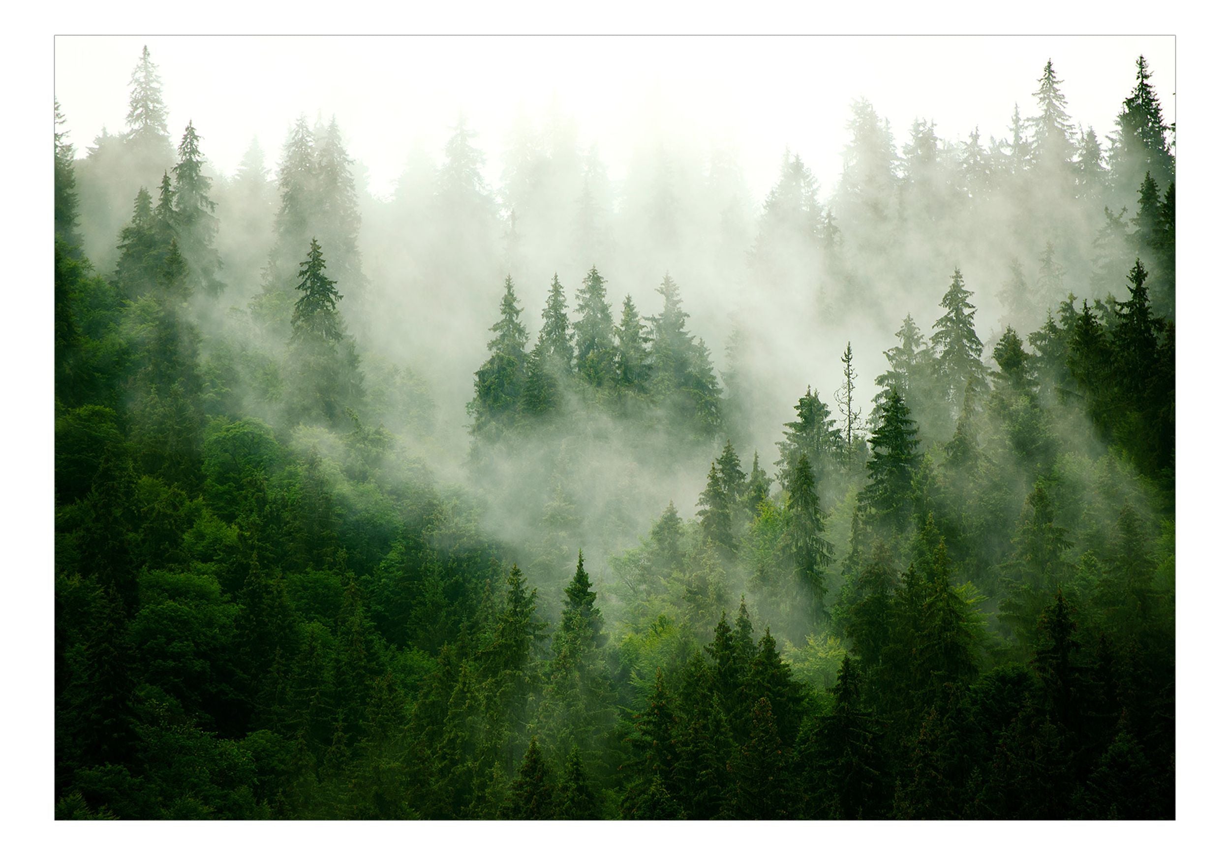 Fototapeta Górski las zielony 450x315 cm