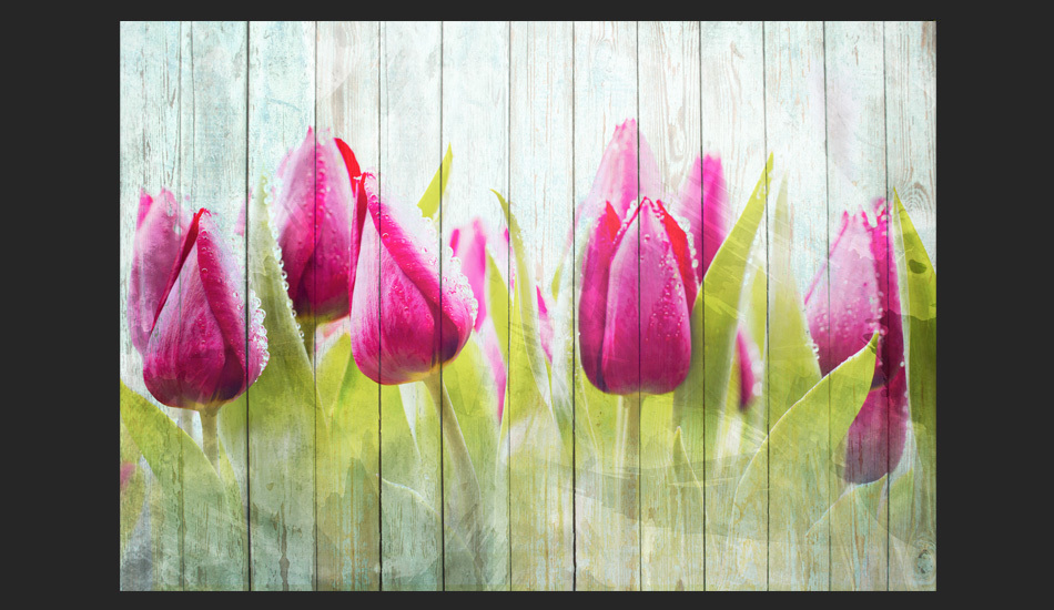Fototapeta Tulipany na białym drewnie
