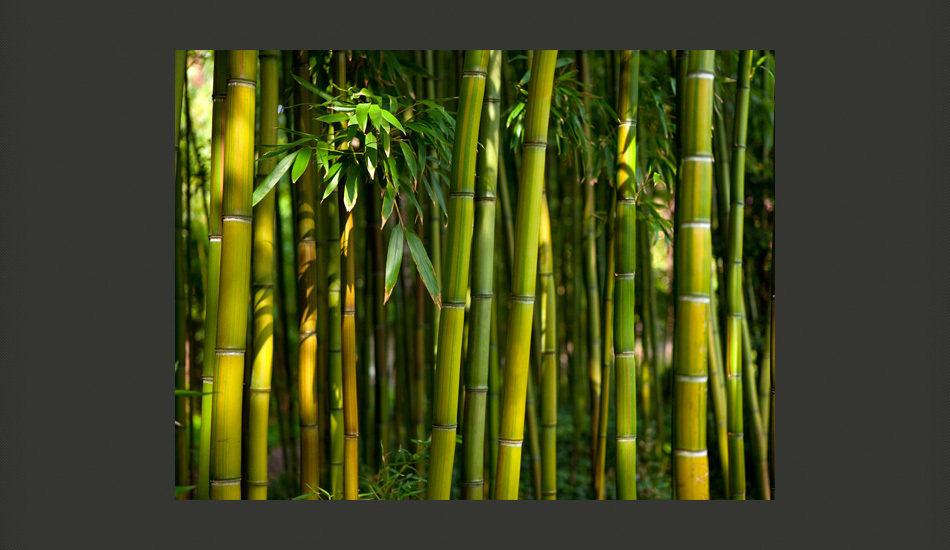 Fototapeta Azjatycki las bambusowy