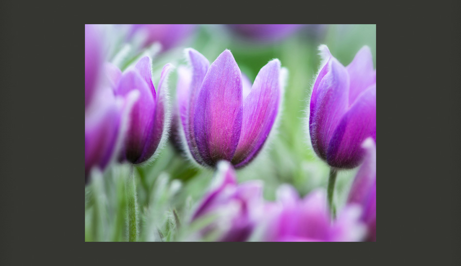 Fototapeta Liliowe tulipany