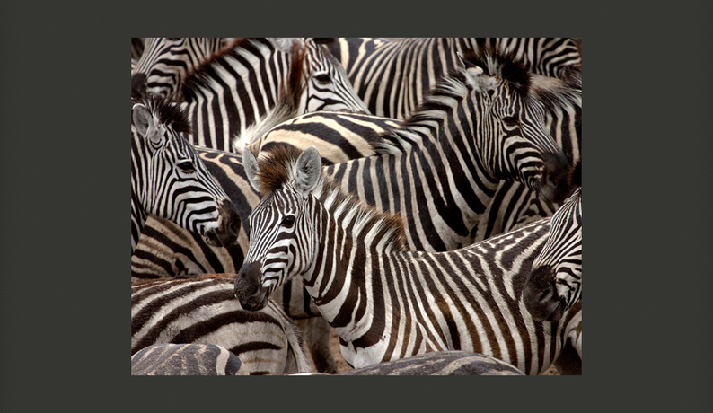 Fototapeta Stado zebr
