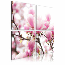 Obraz - Kwitnące drzewo magnolii 40x40 cm